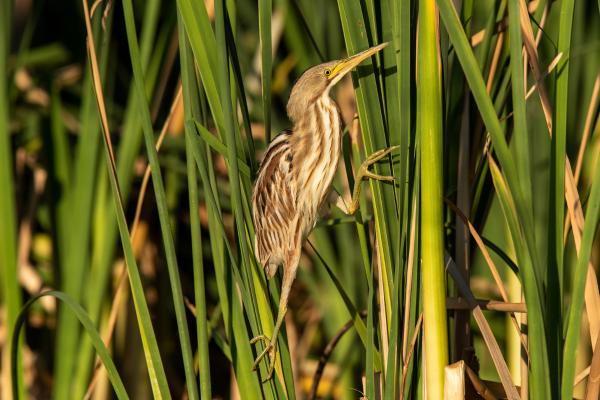 苍鹭种类 - 条纹苍鹭