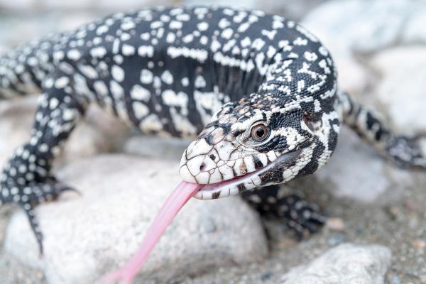 Tipos de lagartos - Lagarto overo