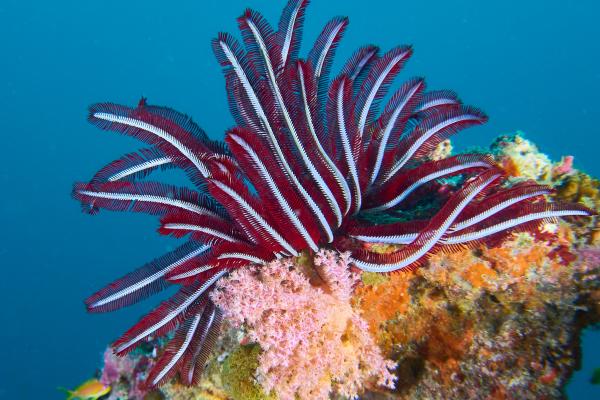 Lirios de mar: qué son, características, hábitat y ejemplos