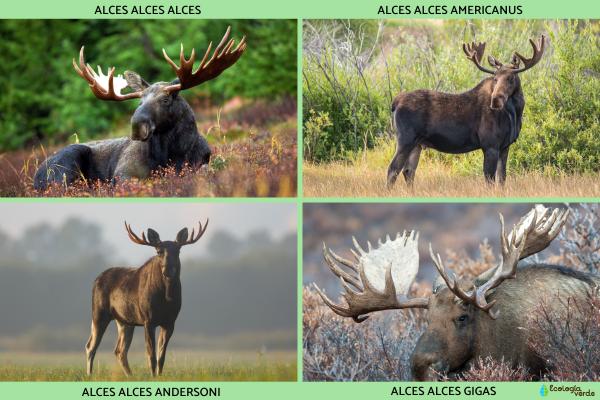 Alce: características, tipos, dónde vive y qué come - Tipos de alces