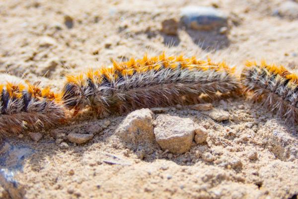 Tipos de orugas - Oruga procesionaria (Thaumetopoea pityocampa)