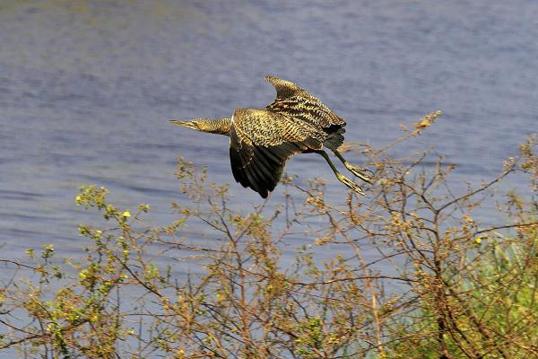 苍鹭种类 - 大苍鹭