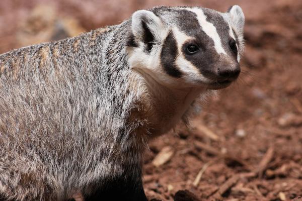 Tipos de tejones - Tejón americano (Taxidea taxus)
