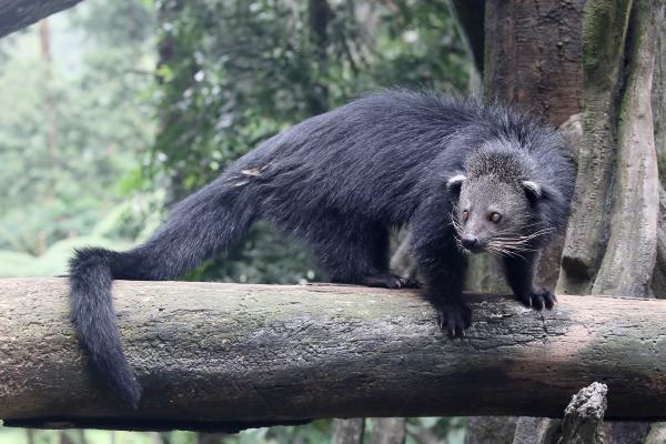 Binturong o manturón: qué es, olor, hábitat y curiosidades - Hábitat del binturong