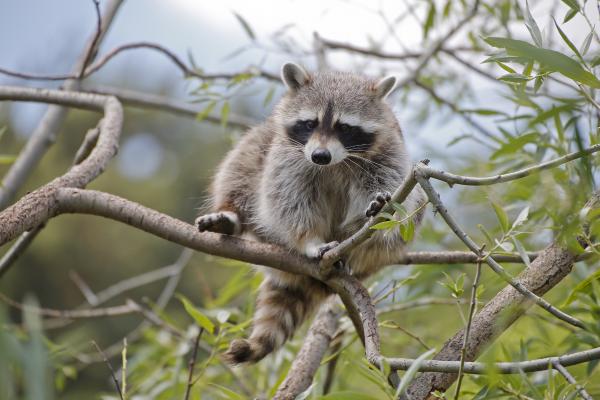 Tipos de mapaches - Mapache de Cozumel o pigmeo (Procyon pygmaeus)