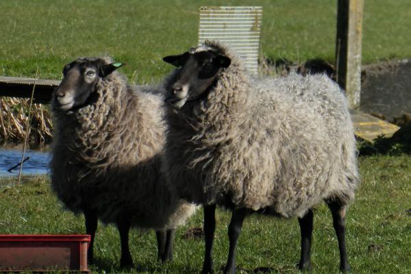 Tipos de ovejas - Oveja Shetland