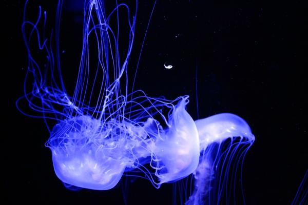 Qué es la bioluminiscencia y ejemplos - Qué es la bioluminiscencia