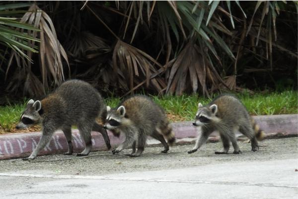 Tipos de mapaches - Mapache cangrejero o sudamericano (Procyon cancrivorus)