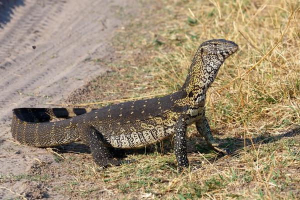 蜥蜴的种类 - 尼罗河巨蜥