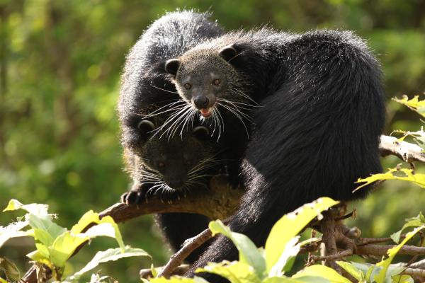 Binturong o manturón: qué es, olor, hábitat y curiosidades - Qué es un binturong y características