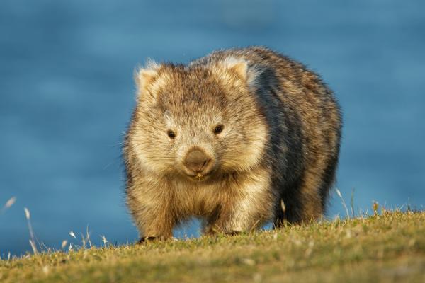 袋熊：它是什么，它的栖息地，粪便，以及关于这种有袋动物的其他有趣事实