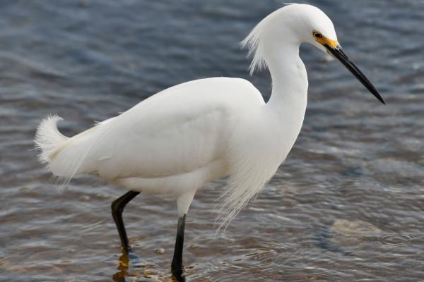 苍鹭种类 - 小白鹭