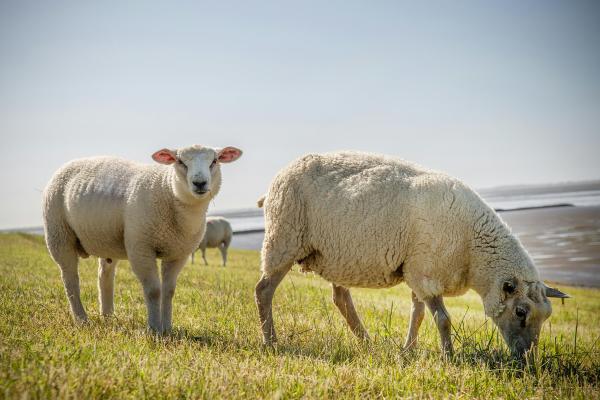 Tipos de ovejas - Oveja Texel