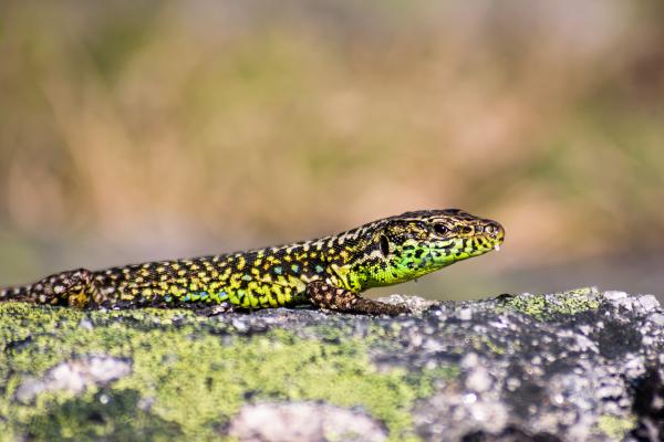 Tipos de lagartijas ibéricas - Lagartija serrana 