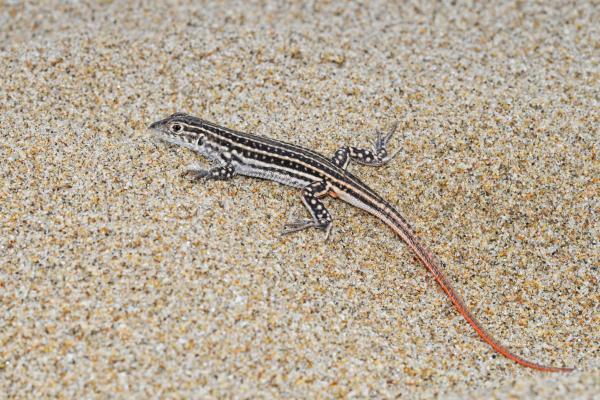 Tipos de lagartijas ibéricas - Lagartija colirroja