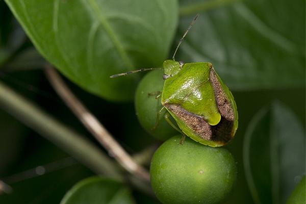 韩国动物 - 绿臭虫（Plautia stali）
