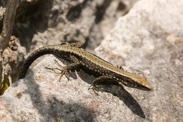 Tipos de lagartijas ibéricas - Lagartija de Valverde 