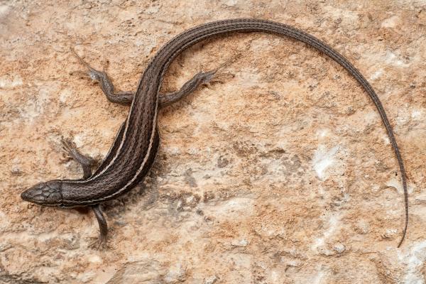 Tipos de lagartijas ibéricas - Lagartija colilarga