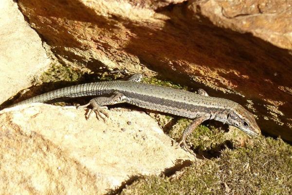 Tipos de lagartijas ibéricas - Lagartija pallaresa