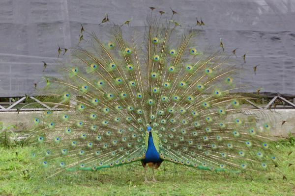 印度动物 - 孔雀