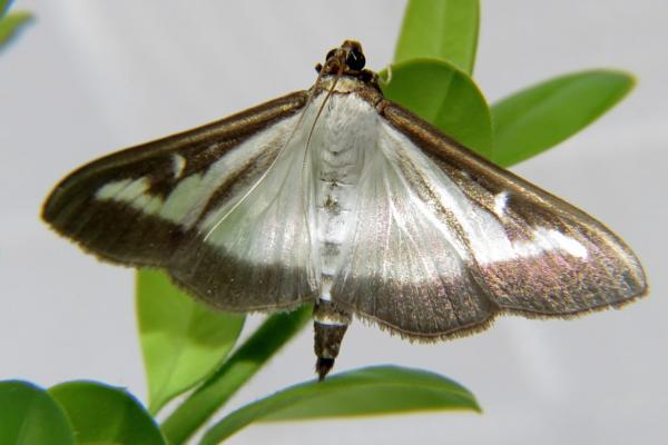 韩国动物 - 黄杨蛾（Cydalima perspectalis）