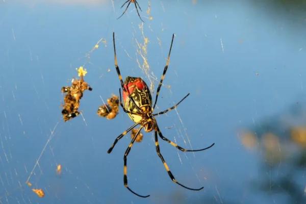 韩国动物 - 亚洲毛尾蜘蛛（Trichonephila clavata）