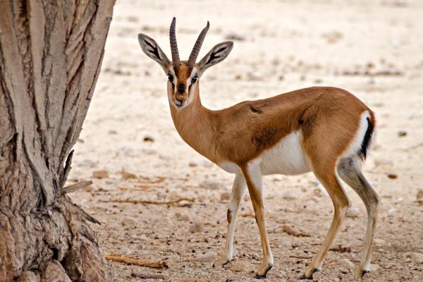Tipos de gacelas - Gacela común