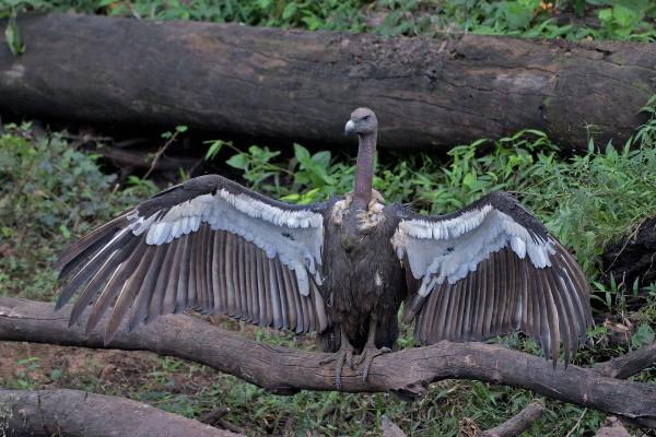 Animales de la India - Buitre bengalí o Gyps bengalensis