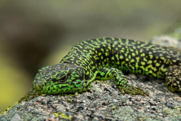 Tipos de lagartijas ibéricas - Lagartija carpetana