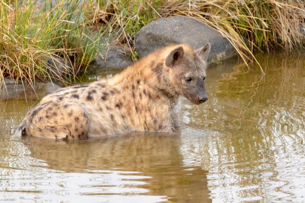 Tipos de hienas - Hiena manchada