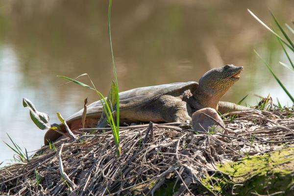 中国动物 - 上海鳖