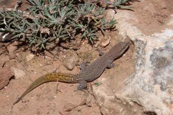Tipos de lagartijas ibéricas - Gecko de Alborán 
