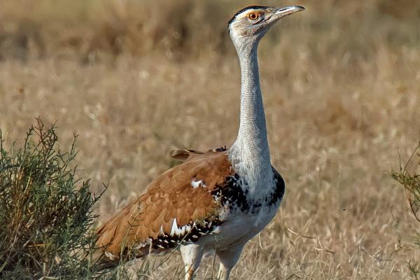 Animales de la India - Avutarda india o Ardeotis nigriceps