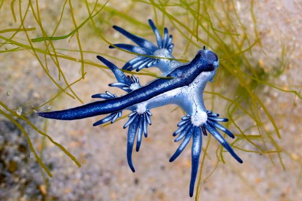 蓝龙（Glaucus atlanticus）：体型、解剖结构、食性与毒性