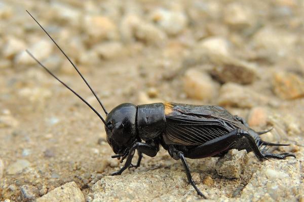 Tipos de grillos - Grillo de campo europeo (Gryllus campestris)