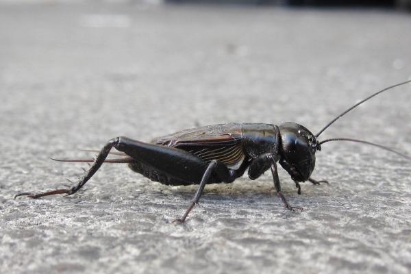 Tipos de grillos - Grillo de campo de otoño (Gryllus pennsylvanicus)