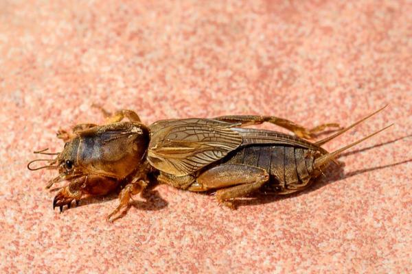 Tipos de grillos - Grillo topo africano (Gryllotalpa africana)