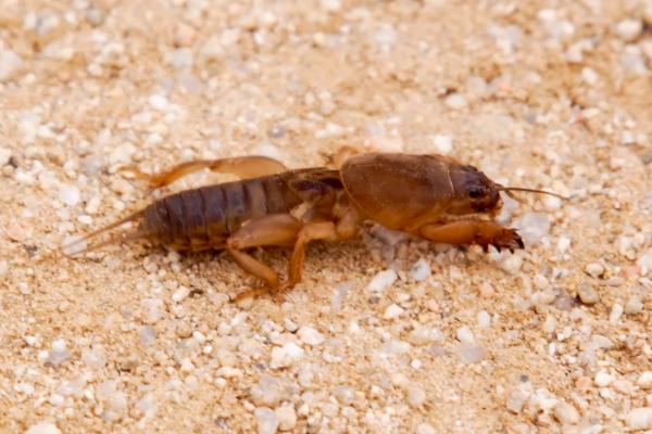 Tipos de grillos - Grillo topillo (Gryllotalpa grillotalpa)