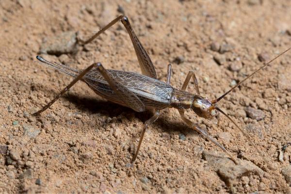 Tipos de grillos - Grillo de árbol occidental (Oecanthus californicus)