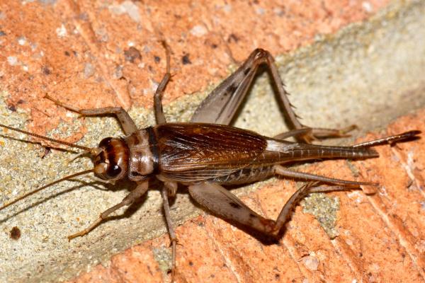 Tipos de grillos - Grillo doméstico tropical (Gryllodes sigillatus)