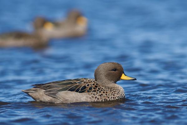 鸭子的种类 - 巴西诺鸭