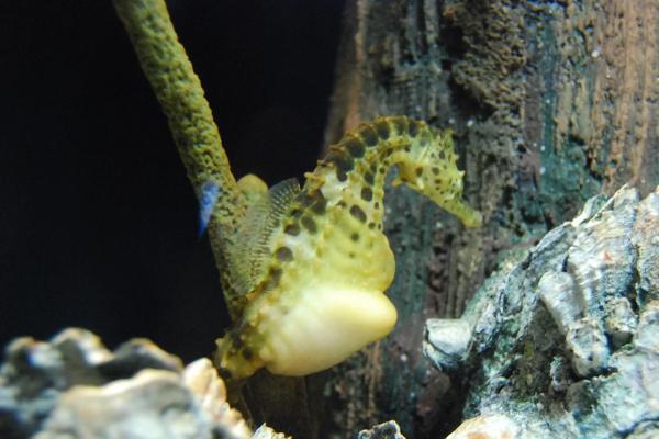 Tipos de caballitos de mar - Caballito de mar barrigudo (Hippocampus abdominalis)
