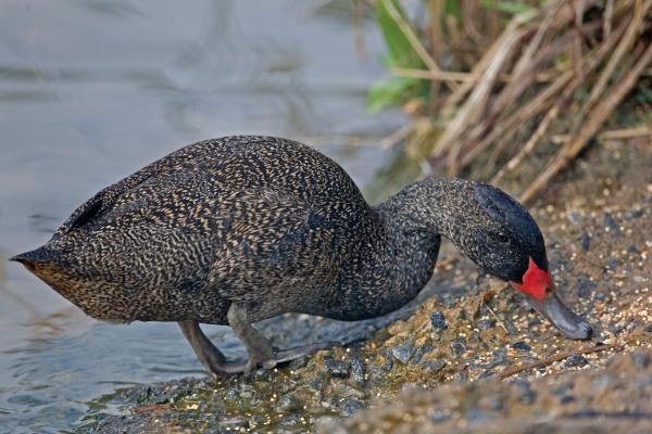 鸭子的种类 - 杂色鸭