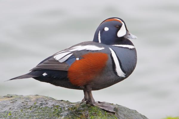 鸭子的种类 - 丑鸭