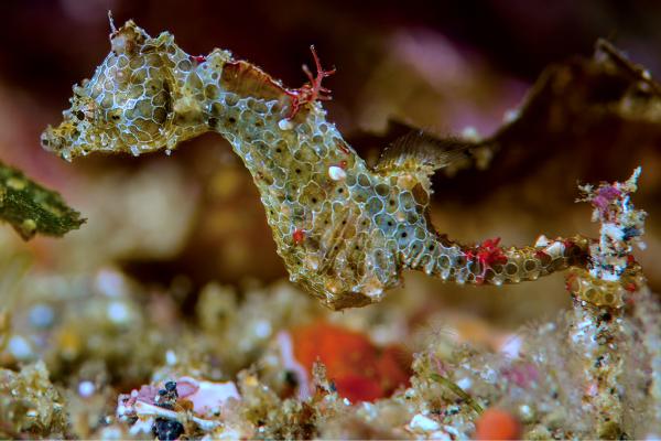 Tipos de caballitos de mar - Caballito de Mar Pigmeo de Japón (Hippocampus japapigu)