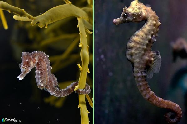 Tipos de caballitos de mar - Caballito de mar común (Hippocampus hippocampus)