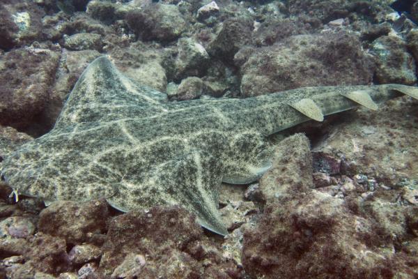 濒危鲨鱼——天使鲨或斜角鲨