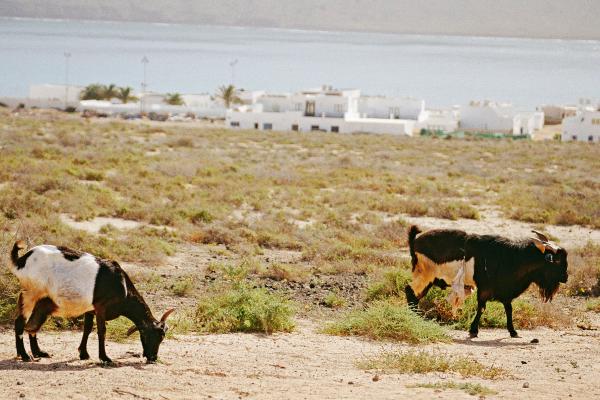 Tipos de cabras - Raza Canaria