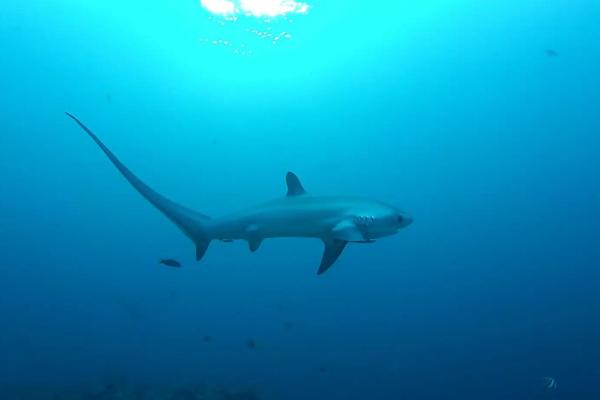 濒危鲨鱼——远洋长尾鲨