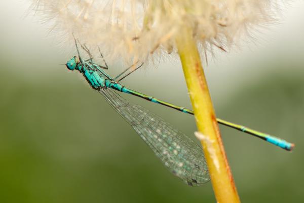 蜻蜓的种类 - 天蓝色海马
